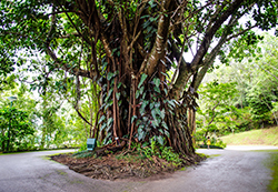 Picture of a Banyan Tree